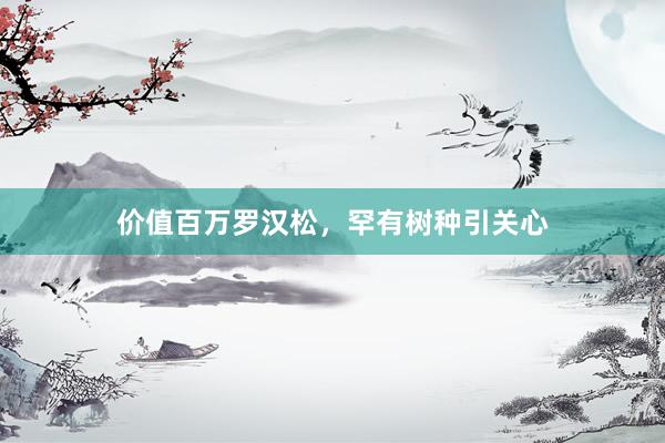 价值百万罗汉松，罕有树种引关心
